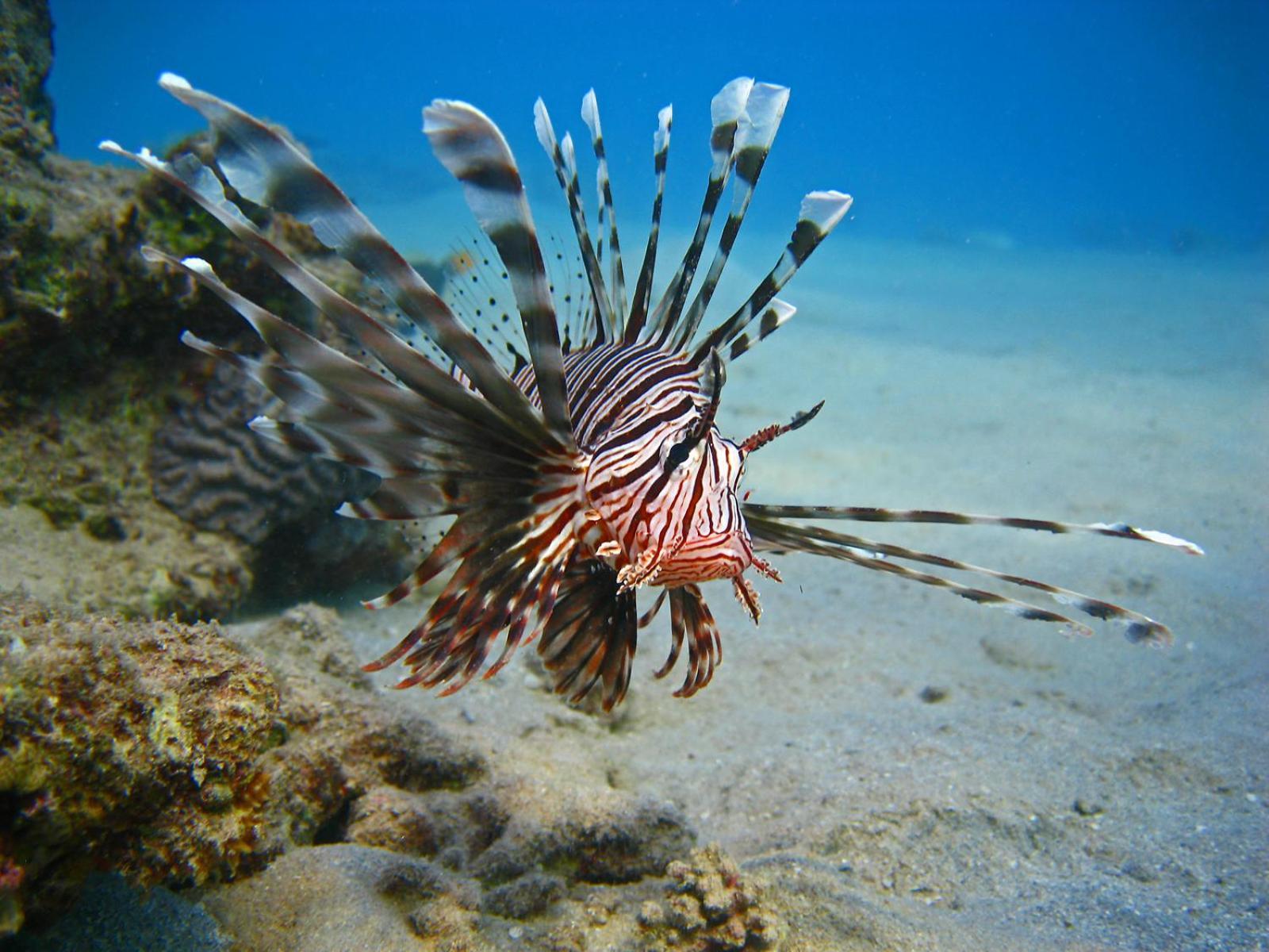 Курортний комплекс Oonas Dive Club 2*